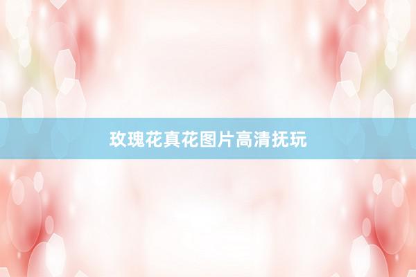 玫瑰花真花图片高清抚玩